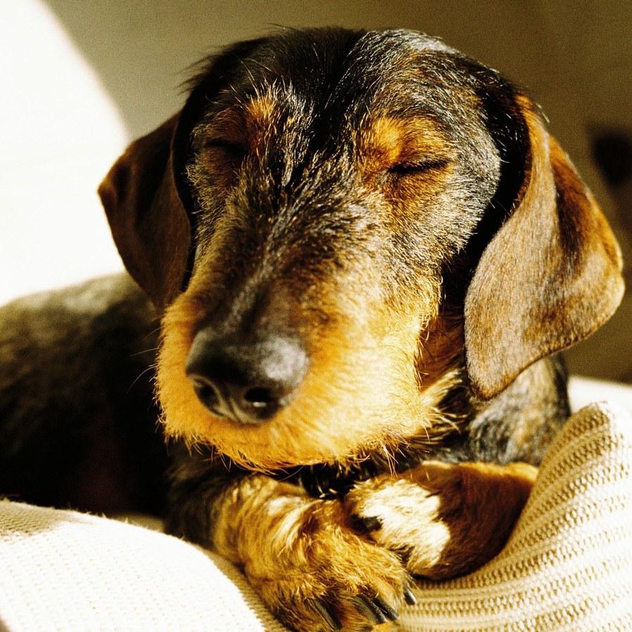 Leny the dachshund